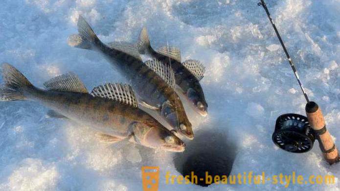 Kultur- und Fischerei „Fishing auf Kalinovka“ in Ekaterinburg: Wie Bewertungen erhalten