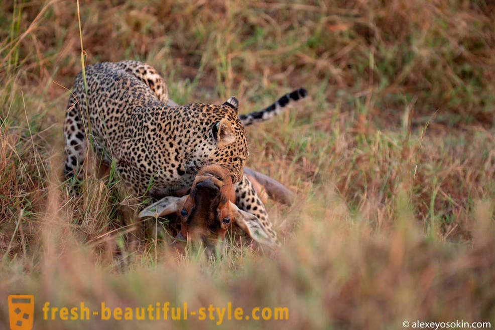 Leopard Jagd