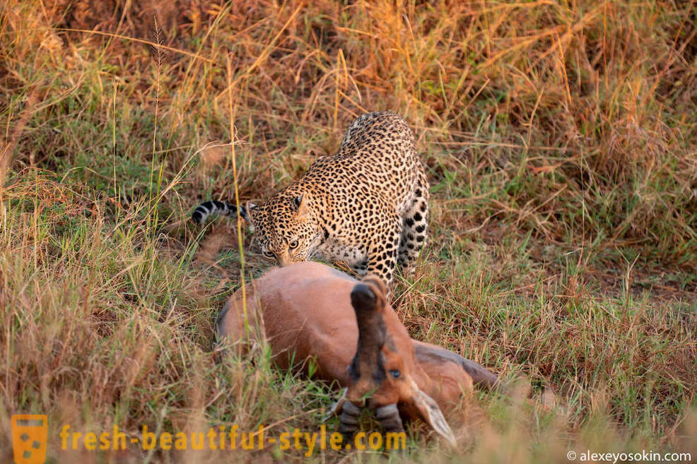 Leopard Jagd