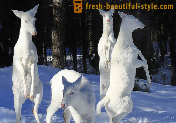 Albino Tiere