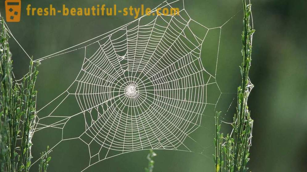 Warum Spinne im Netz nicht zu verwechseln?