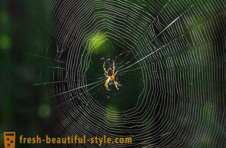 Warum Spinne im Netz nicht zu verwechseln?