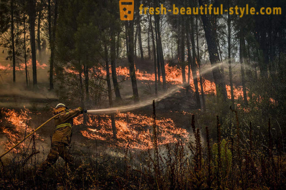 Wie Brände in Portugal löschen
