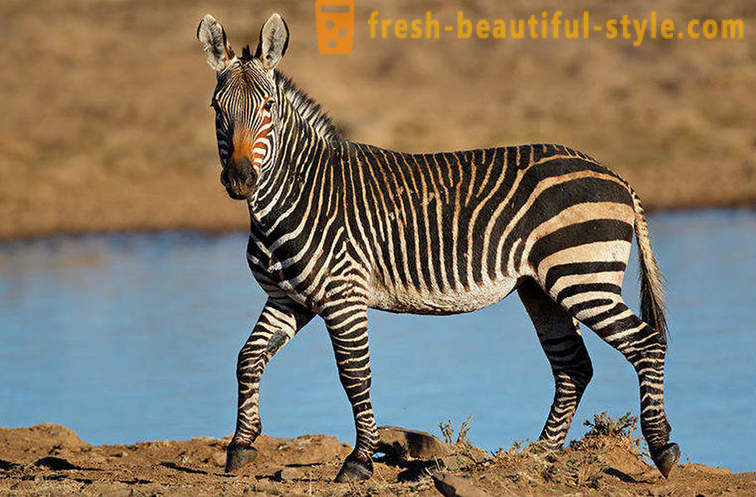 Welche Farbe ist ein Zebra und warum sie sich auszieht