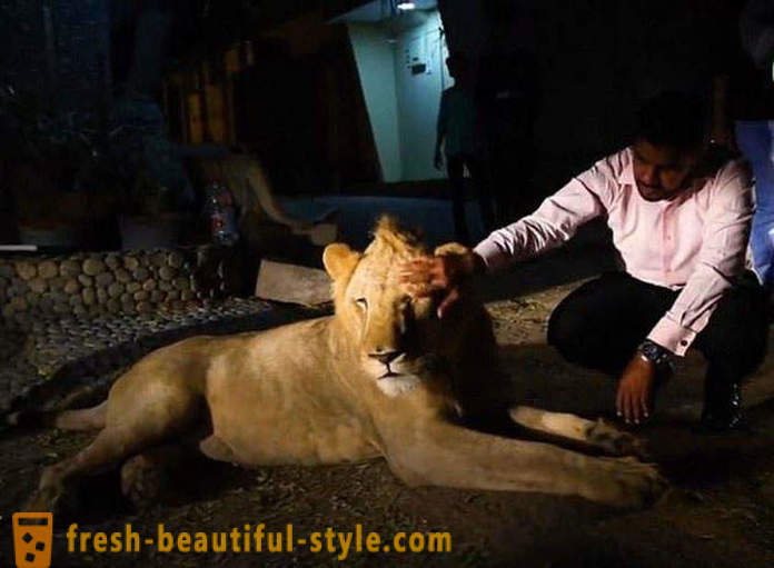 Zwei Brüder aus Pakistan brachte einen Löwen namens Simba