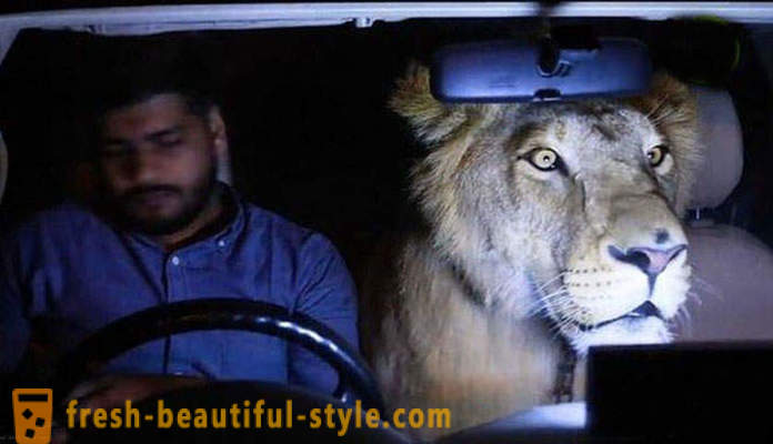 Zwei Brüder aus Pakistan brachte einen Löwen namens Simba