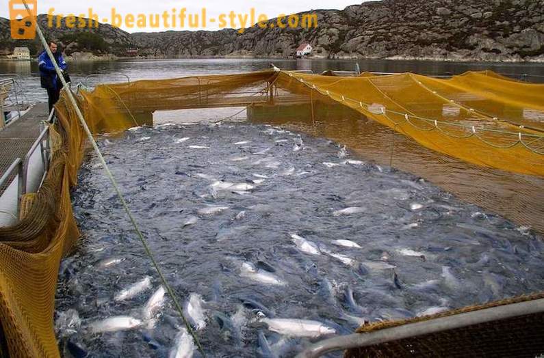 Wie in Norwegen gezüchtet Lachs und Forelle