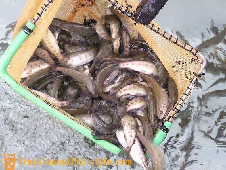 Wie in Norwegen gezüchtet Lachs und Forelle