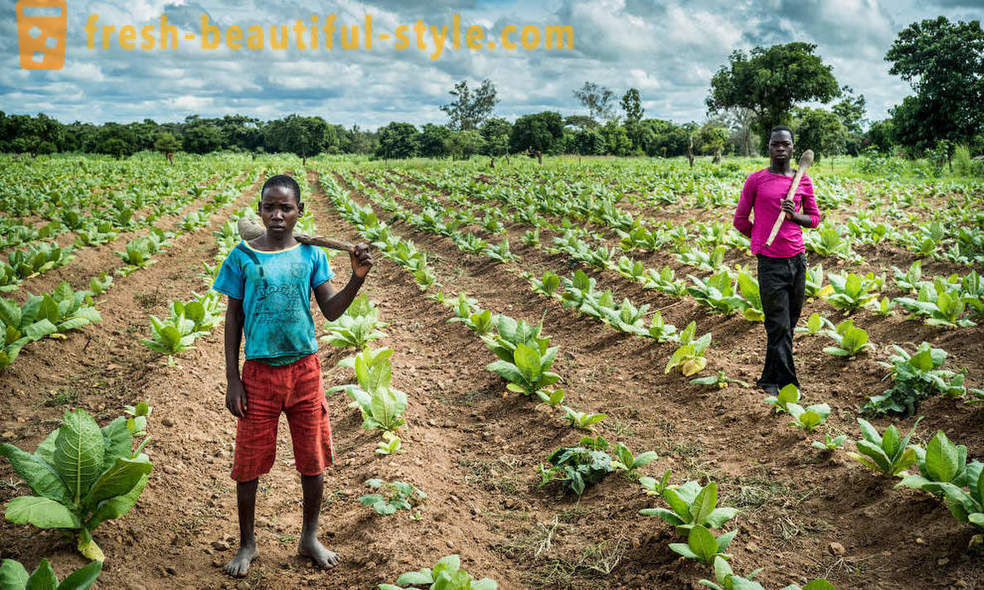 Malawischen Tabakplantag