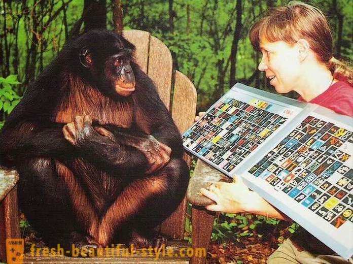 Affen, die Menschen gelehrt werden, sprechen