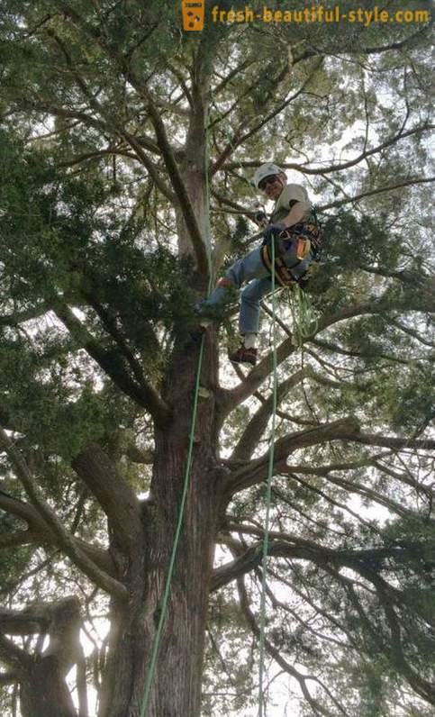 Amerikanische Rentner, auf Bäume zu klettern, rettet Katzen
