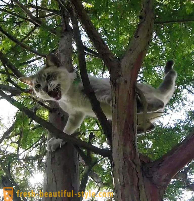 Amerikanische Rentner, auf Bäume zu klettern, rettet Katzen