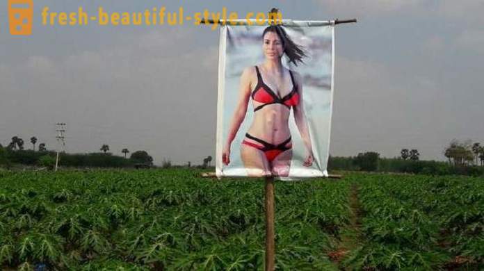 Ein Plakat mit einem Porno-Star für den Pflanzenschutz vor dem bösen Blick