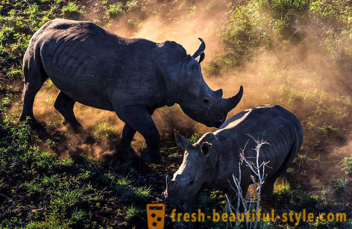 Fotorassledovanie: Die Jagd nach Horn Nashorn
