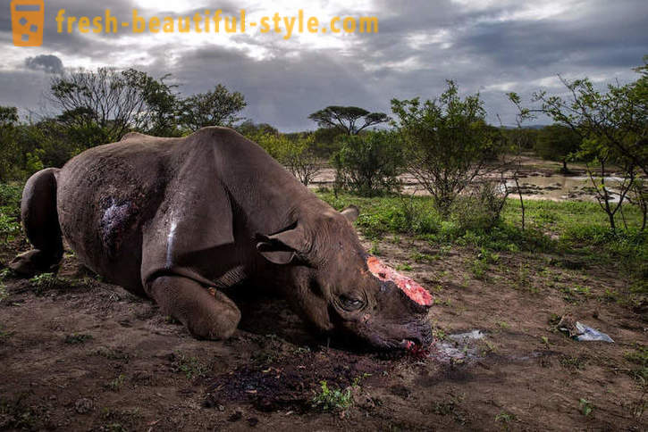 Fotorassledovanie: Die Jagd nach Horn Nashorn