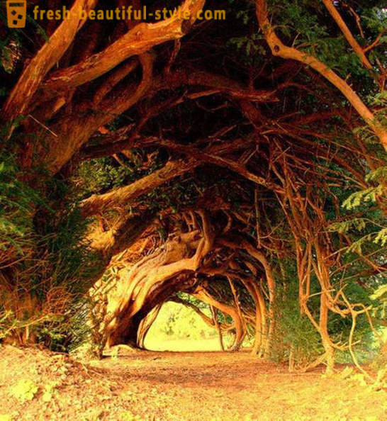 Die meisten interessanten Tunnel der Bäume