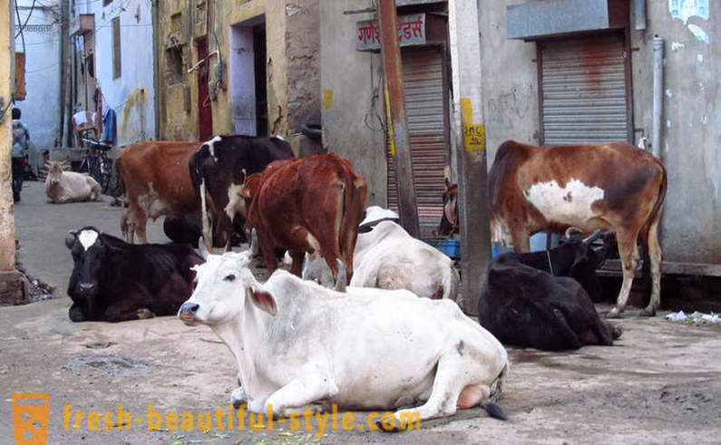 Streu Kühe - einer von Indiens Probleme