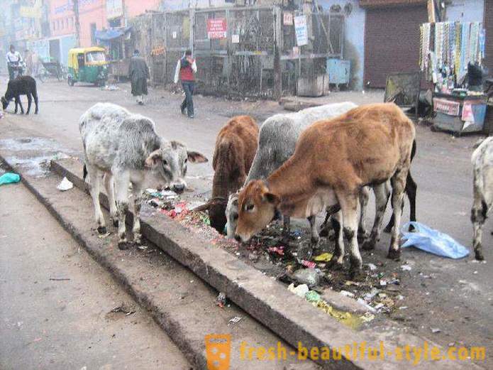 Streu Kühe - einer von Indiens Probleme