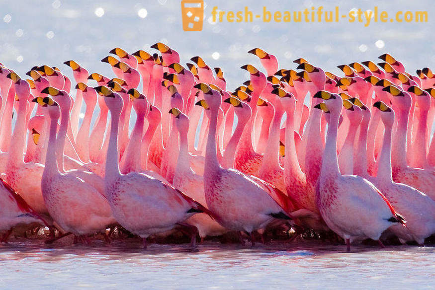 Flamingo - einige der ältesten Vogelarten