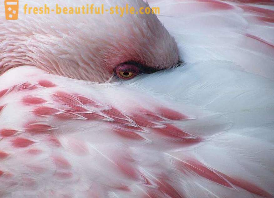 Flamingo - einige der ältesten Vogelarten