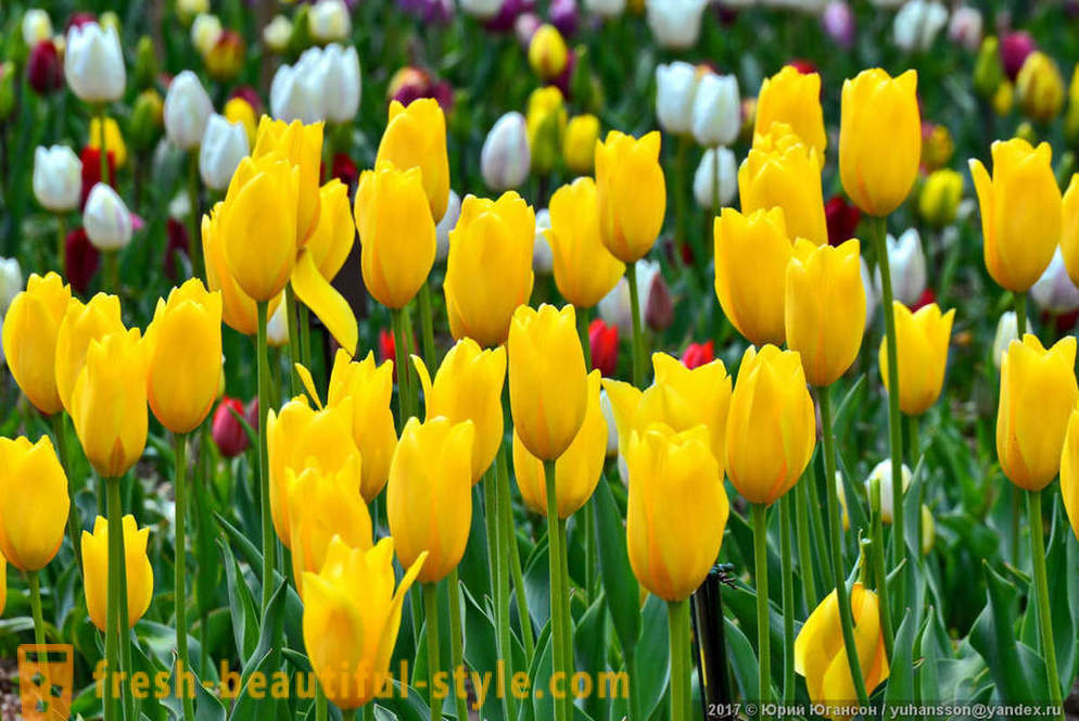 Beauty Krim-Tulpen im Nikitski Garten