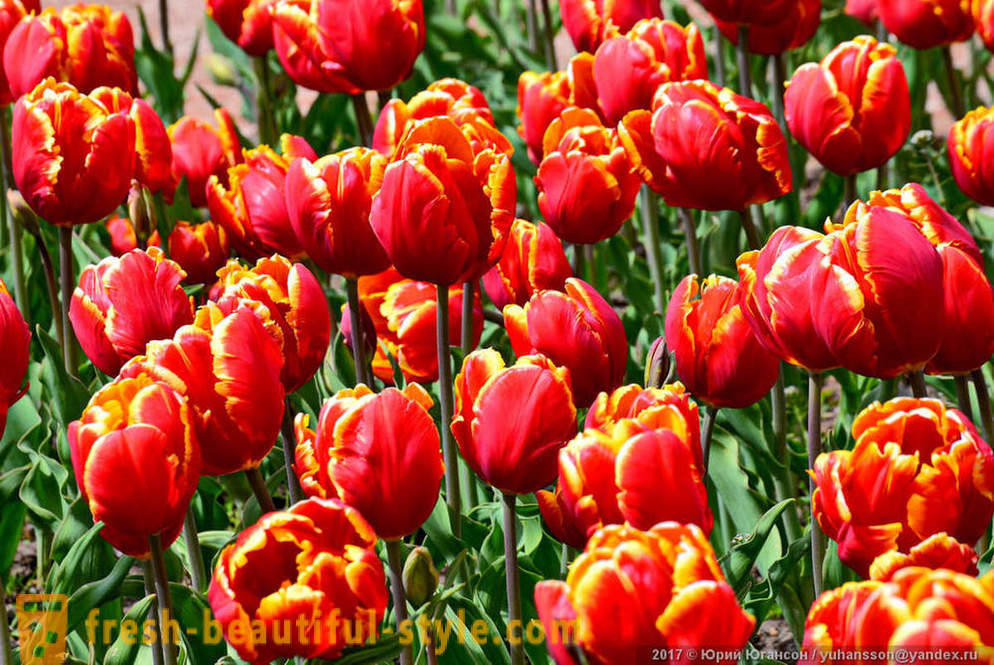 Beauty Krim-Tulpen im Nikitski Garten
