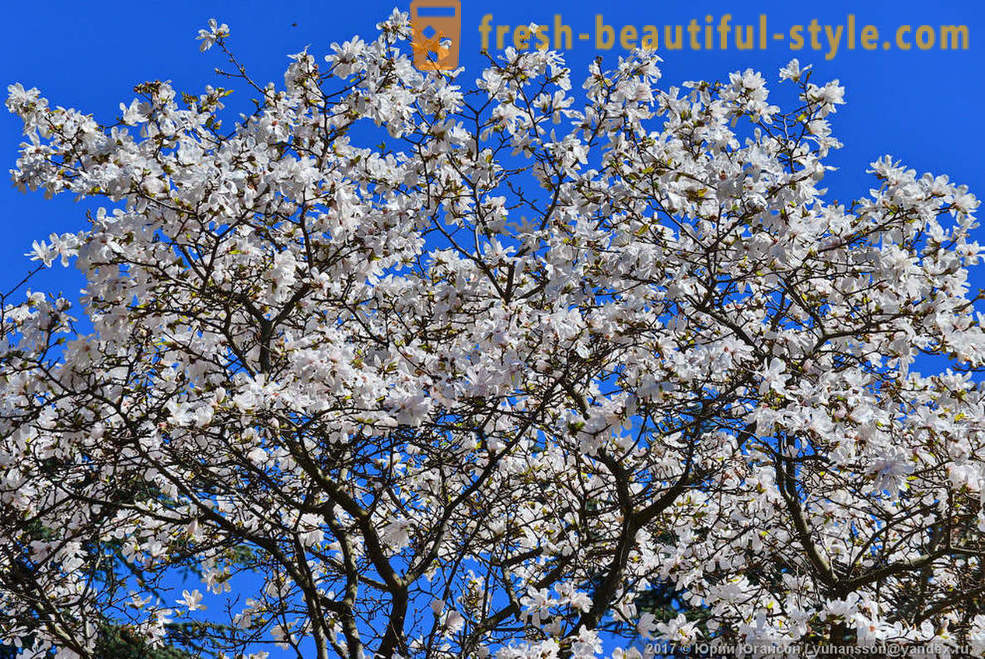 Schöne blühende Magnolie Krim