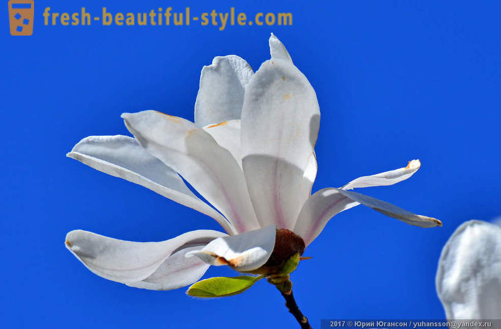 Schöne blühende Magnolie Krim