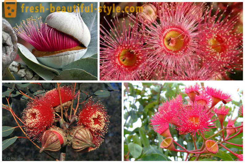 Blühender Eukalyptus und andere Naturwunder