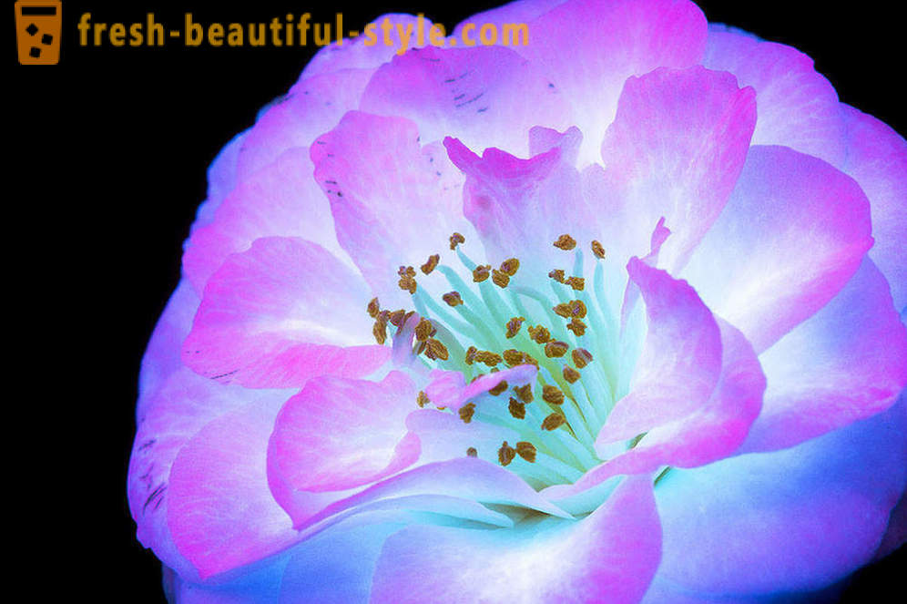 Dazzling Fotografien von Blumen, mit UV-Licht beleuchtet