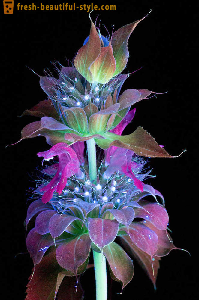 Dazzling Fotografien von Blumen, mit UV-Licht beleuchtet