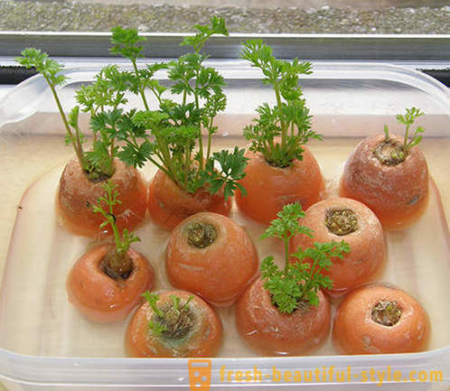 15 Gemüsekulturen, die auf einem Fensterbrett zu Hause angebaut werden können