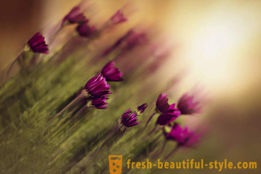 Die Schönheit der Blumen in der Makrofotografie. Schöne Bilder von Blumen.