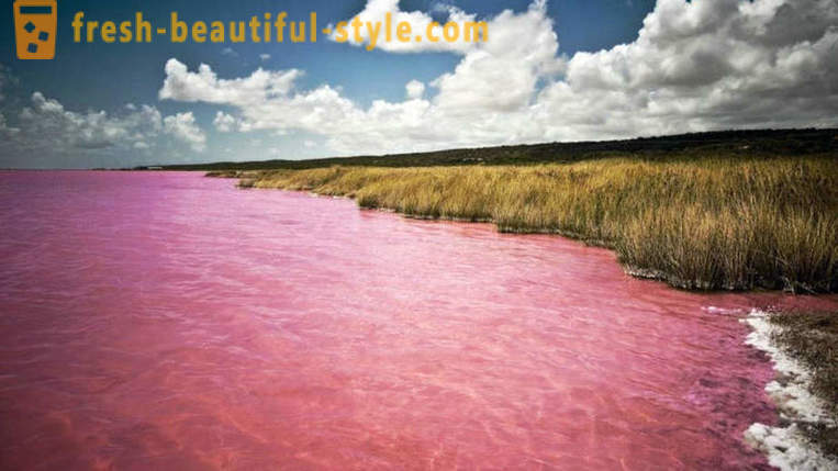 In Russland gibt es einen See, der jedes Jahr im August eine „rosa Gelee“ wird