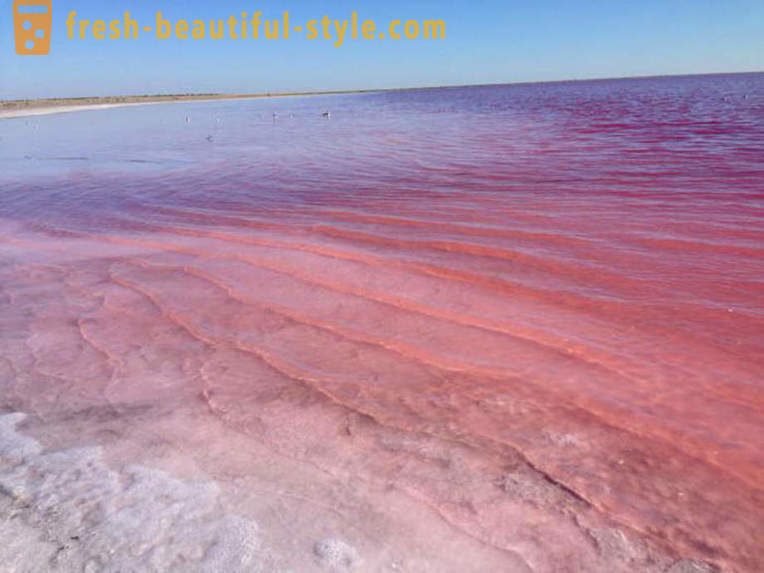 In Russland gibt es einen See, der jedes Jahr im August eine „rosa Gelee“ wird