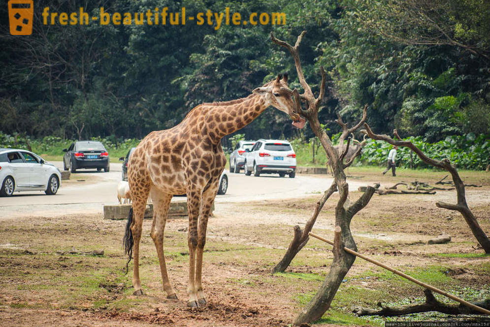 China, Guangzhou: Chimelong Safari Park (Teil 1)