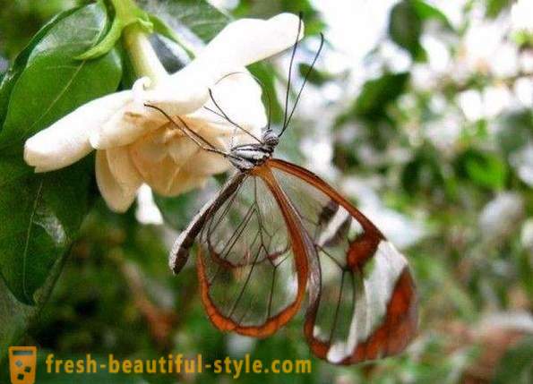 Unglaubliche Schmetterling Sesiidae