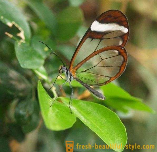 Unglaubliche Schmetterling Sesiidae