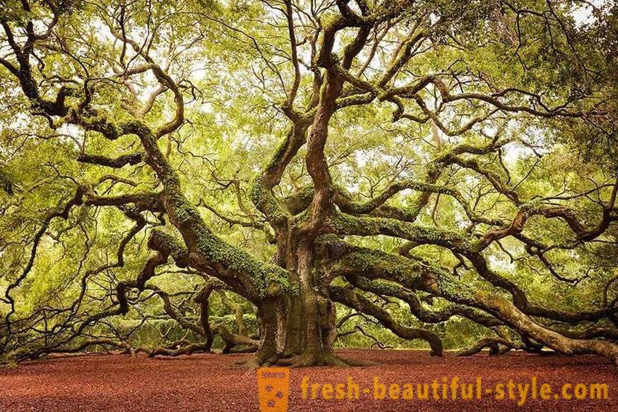 Helle und ungewöhnliche Bäume aus der ganzen Welt