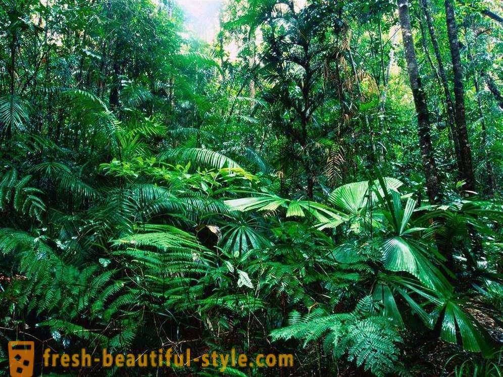 Amazon - Naturwunder der Welt