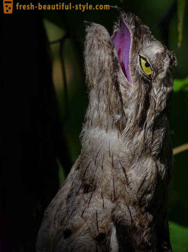 10 Vögel mit den ungewöhnlichsten Abwehrmechanismen