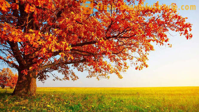 10 gemütliche Fakten über Herbst
