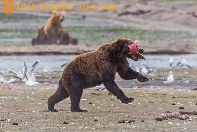 Primordial Kamtschatka: Land Bär