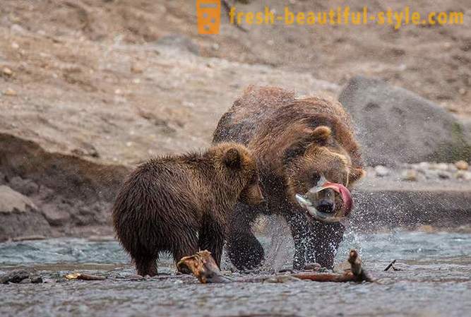Primordial Kamtschatka: Land Bär