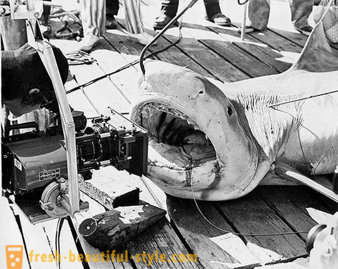 Wie der Film drehen „Die weiße Hai“