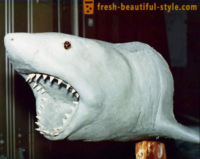 Wie der Film drehen „Die weiße Hai“