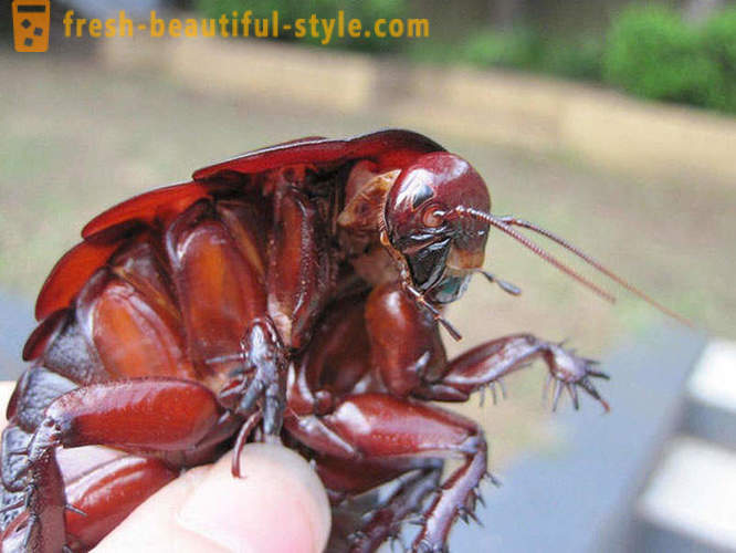 10 der schrecklichsten Planeten Käfer
