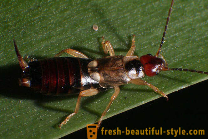 10 der schrecklichsten Planeten Käfer