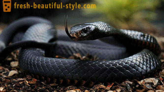 Die gefährlichsten Schlangen der Welt