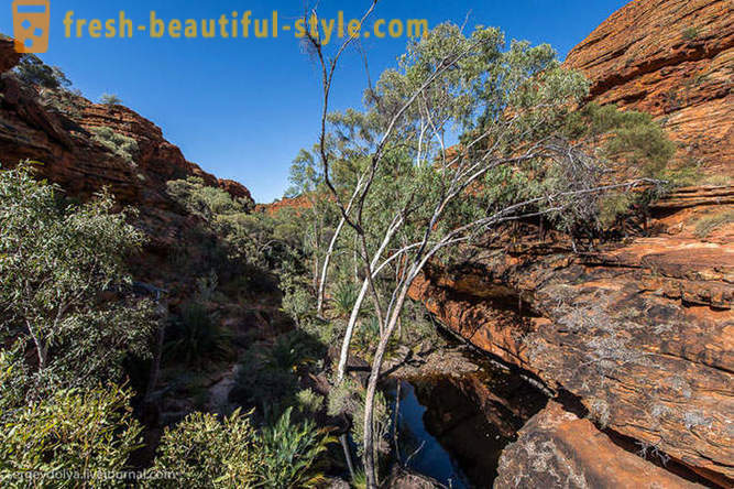 Gehen Sie durch den Kings Canyon in Australien